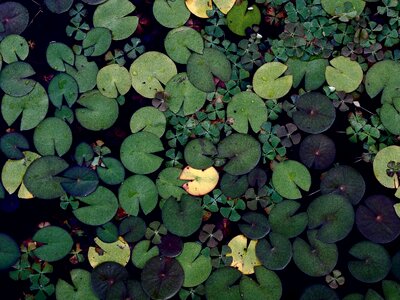 Water pond nature