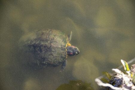 10 Turtle