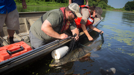 Alligator gar-1 photo