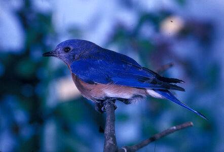 Eastern bluebird-1 photo