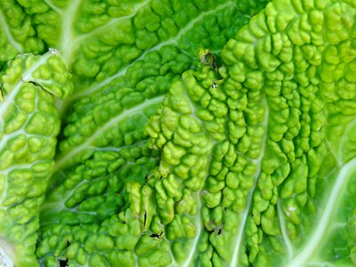 Vegetables agriculture head cabbage photo