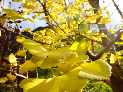 Tree leaf leaves