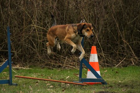 Dog exercise agile dog training exercise area photo