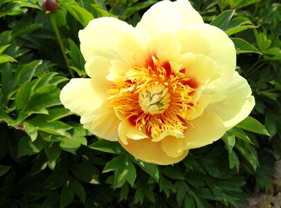 Spring garden nature