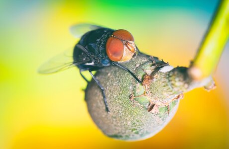 Insects green wing