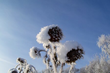 Plant cold snow photo
