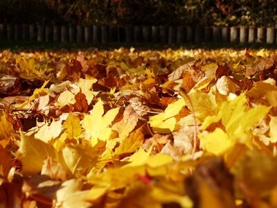 Maple leaves fallen lying on the ground photo