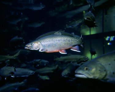 Arroyo fish image photo