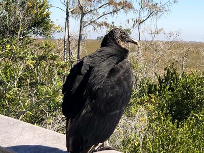 Black side view vulture photo