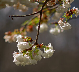 Spring Cherry blossoms photo