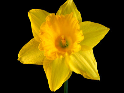 Daffodil on black backround photo