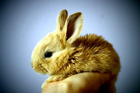 Animal bunny cute photo