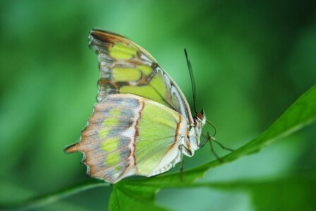 Animal insect butterfly photo