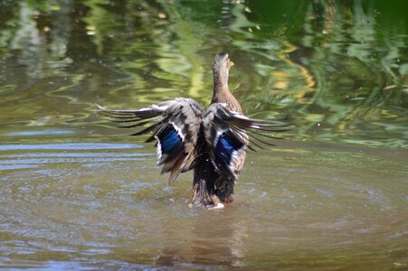 Teal lake plumage photo