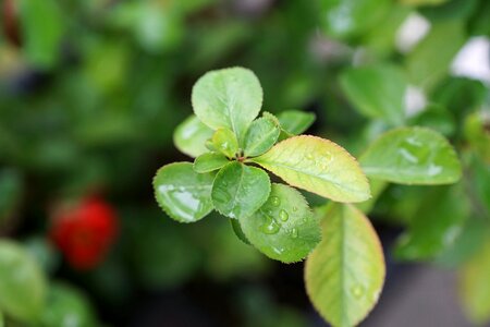 Green party luck