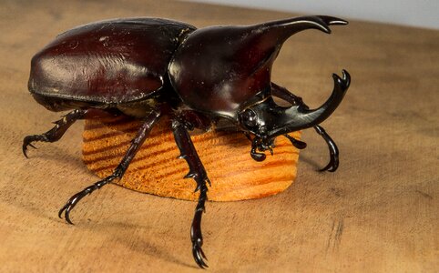 Tropical beetles rhinoceros beetle riesenkaefer