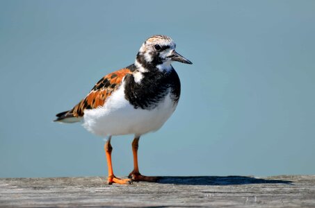 Animal aquatic bird avian photo