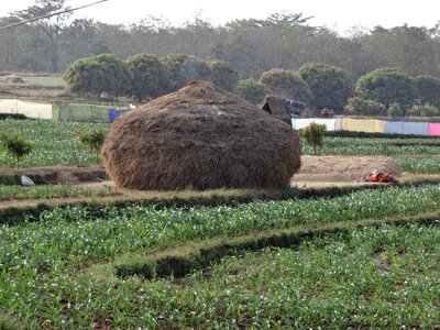 Crop straw agriculture photo