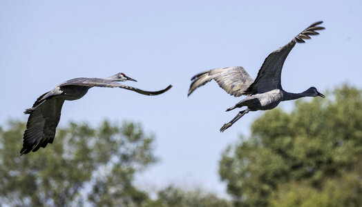 Two Cranes taking flight photo