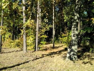Autumn bark birch