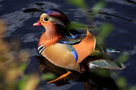Water animal world aix galericulata