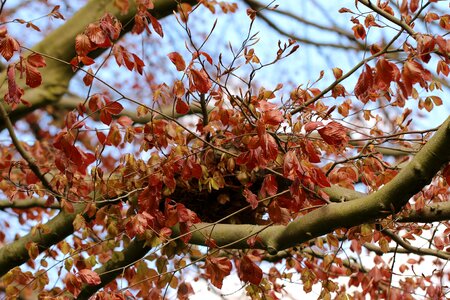 Branch spring green