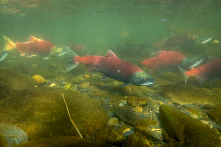  Sockeye Salmon-2