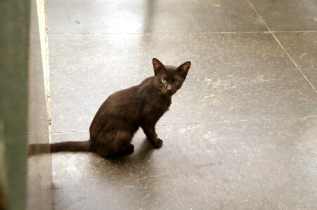 Brown domestic cat cat
