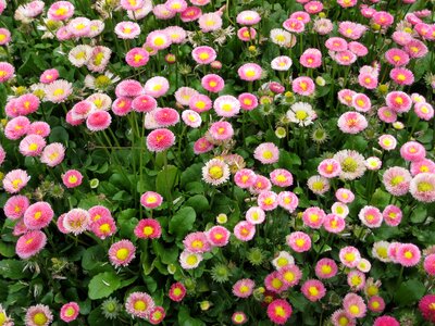Leaf daisy plants