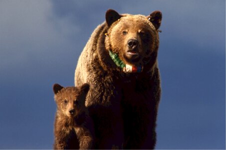 Wildlife animal fur