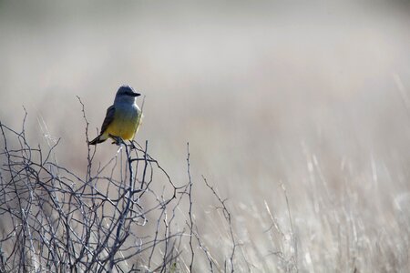 Beautiful Photo bird Tyrannus albogularis