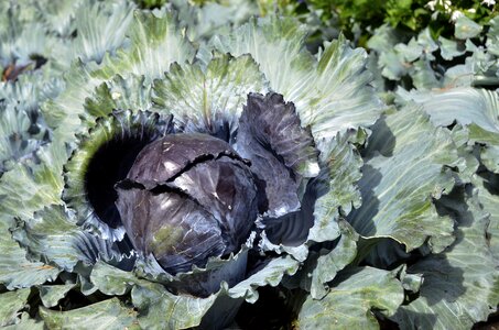 Cabbage green vegetable garden