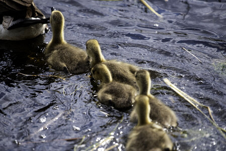 Goslings following in the straight line photo