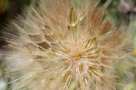 Macro plant nature