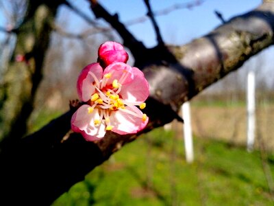 Apple blossoming bouquet