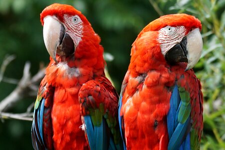 Parrot ara colorful photo