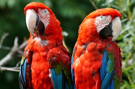 Parrot ara colorful