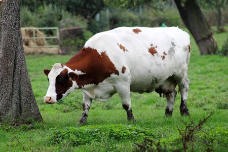 Brown white farm animals bi color photo