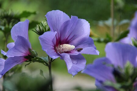 Violet flora flower