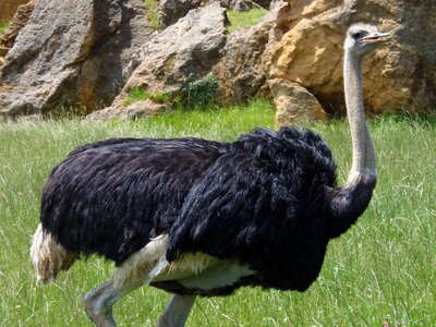Pen animal world nature
