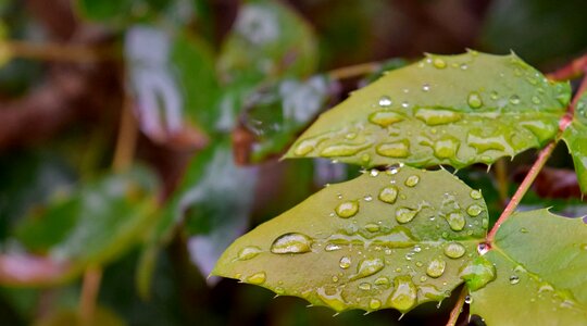 Rain nature flora photo