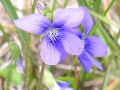 Blue violet photo