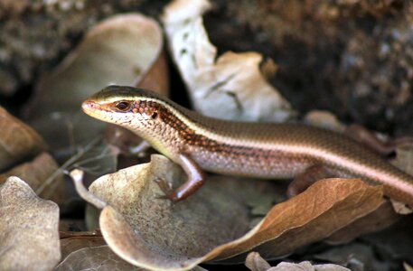 Animal brown fauna