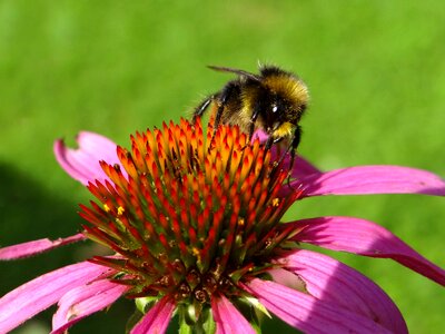 Bloom pink pollen photo