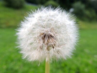 Summer meadow seeds