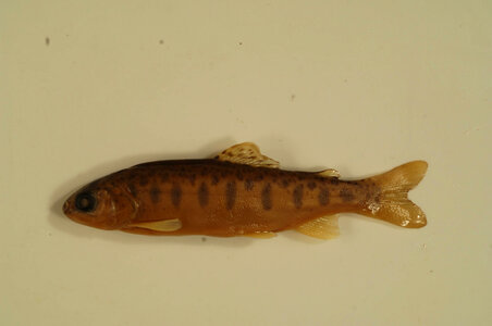 Oncorhynchus mykiss-1 photo