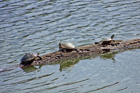 Log water wildlife photo