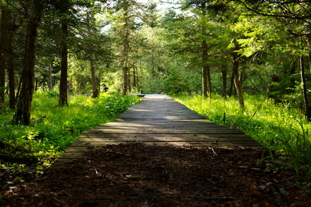 Wooden bridge through the Deer Run Trail Canaan Valley photo