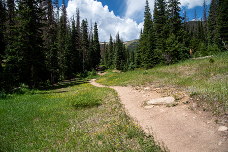 Path between the trees photo