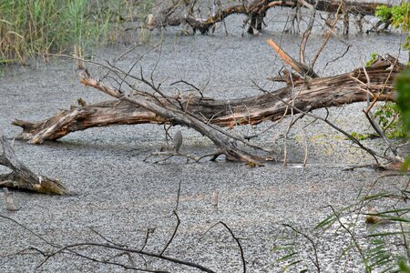 Driftwood natural habitat swamp photo